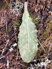 Entyloma compositarum