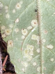 Entyloma compositarum