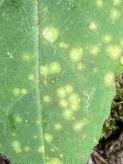 Entyloma compositarum