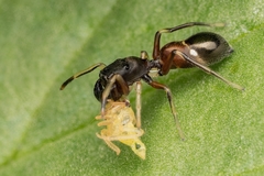 Leptorchestes berolinensis