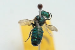 Ceratina smaragdula