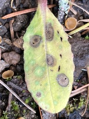 Entyloma compositarum