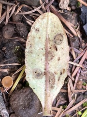 Entyloma compositarum