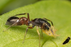 Leptorchestes berolinensis