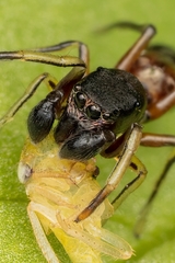Leptorchestes berolinensis