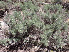 Artemisia tridentata tridentata