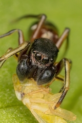Leptorchestes berolinensis