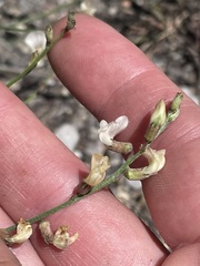 Astragalus convallarius