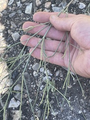 Astragalus convallarius