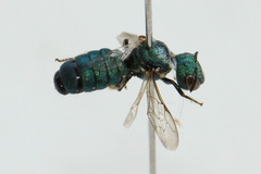Ceratina smaragdula