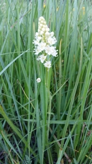 Toxicoscordion venenosum