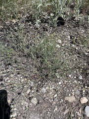 Astragalus convallarius