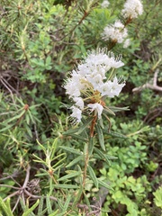 Rhododendron tomentosum