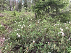 Rhododendron tomentosum