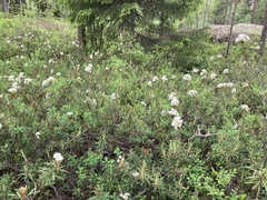 Rhododendron tomentosum