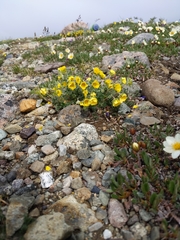 Potentilla subvahliana