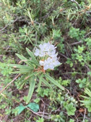 Rhododendron tomentosum