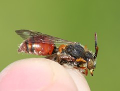 Nomada stigma