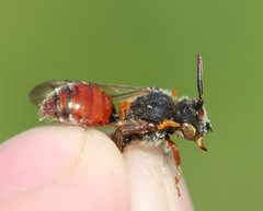 Nomada stigma