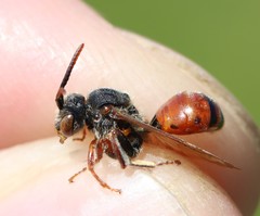 Nomada stigma
