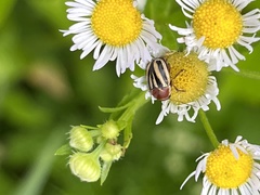 Zygogramma suturalis