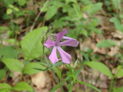 Phlox pilosa pilosa