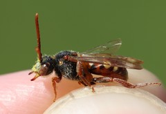 Nomada striata