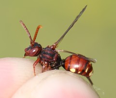 Nomada striata