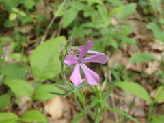 Phlox pilosa pilosa