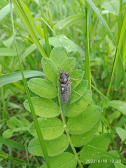 Cicadetta