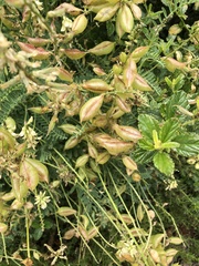 Astragalus nuttallii nuttallii