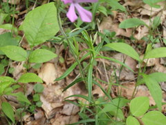 Phlox pilosa pilosa