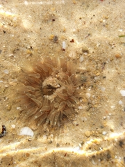 Anthopleura biscayensis