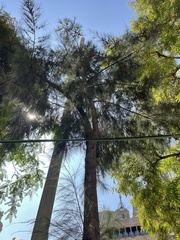 Casuarina cunninghamiana