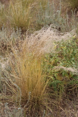Stipa lessingiana