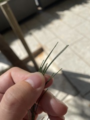 Casuarina cunninghamiana