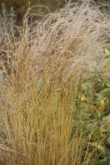 Stipa lessingiana