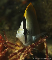 Chaetodon guentheri