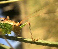 Metaplastes pulchripennis