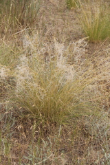 Stipa lessingiana