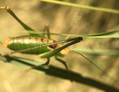 Metaplastes pulchripennis