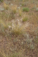 Stipa lessingiana