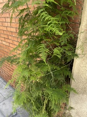 Asparagus setaceus