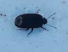 Ochetostethus