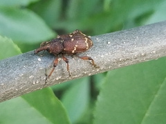 Hylobius transversovittatus