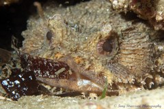 Batrachomoeus dubius