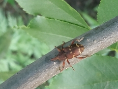 Hylobius transversovittatus