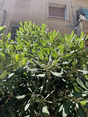 Pittosporum tobira