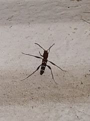 Neoclytus acuminatus