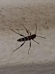 Neoclytus acuminatus